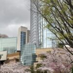 🌸六本木ヒルズの桜が見頃🌸
