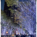 ✨けやき坂が輝く季節✨